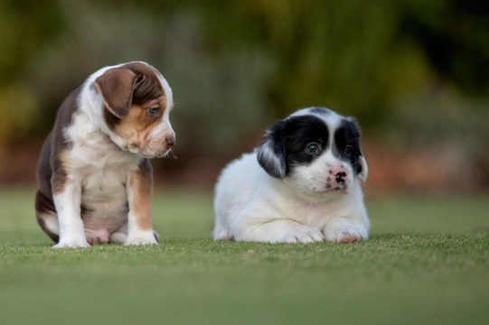 Ever thought that your puppy was going through a stroppy teenager phase?