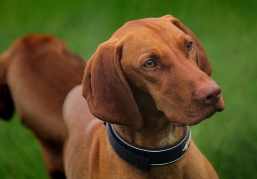 Hungarian Vizsla temperament and training