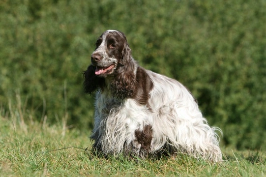 The Lovely Parti-coloured Cocker Spaniel