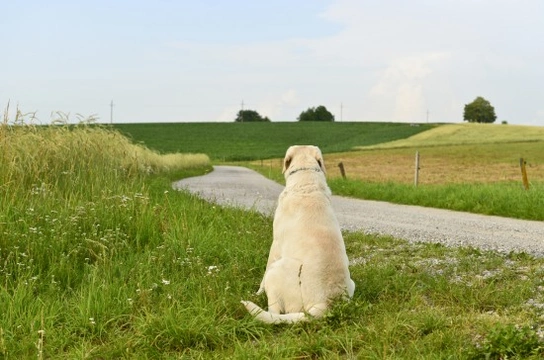 Dealing with a road traffic accident involving a dog