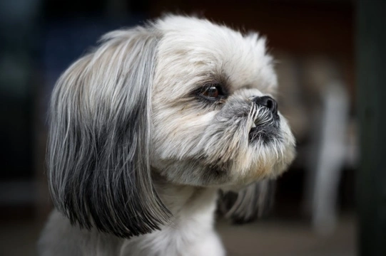 Shih Tzu dog hereditary health and health testing