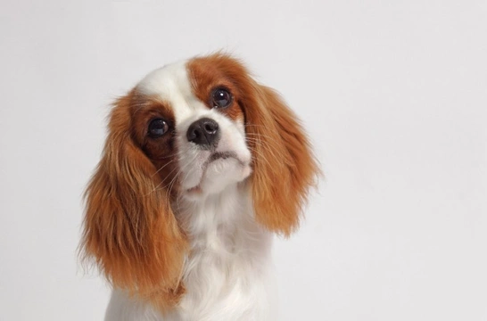 How clever are Cavalier King Charles spaniels?