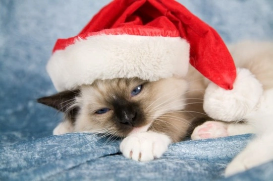 Cats and Christmas