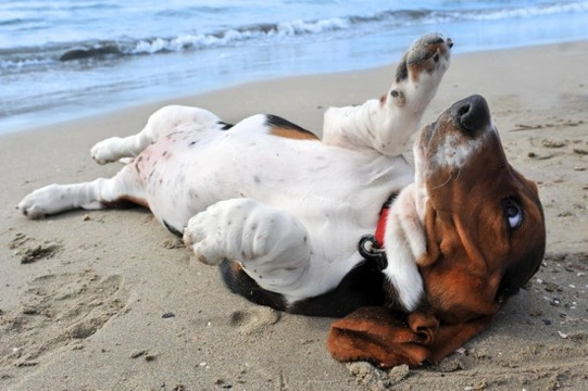 Taking your dog to the beach