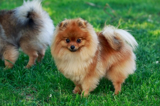 Sick sinus syndrome in Pomeranians