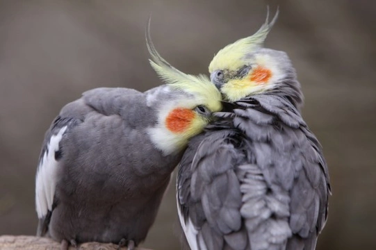 Common Illnesses in Cockatiels