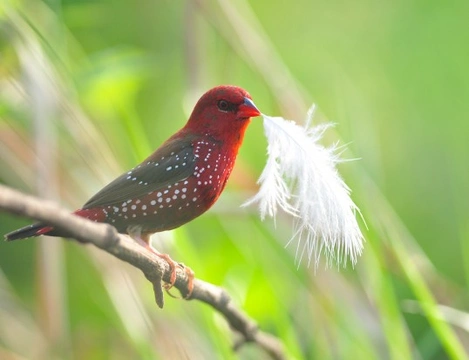 Strawberry Finch Family