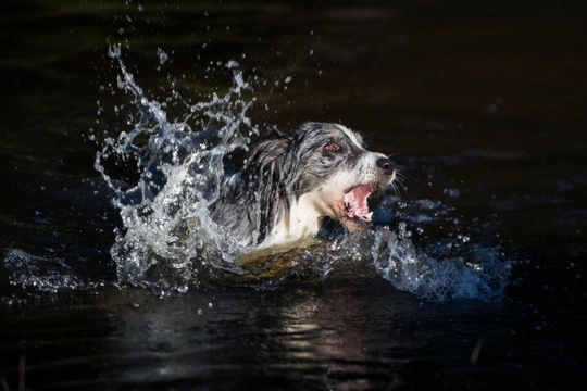 What to do if a dog is drowning