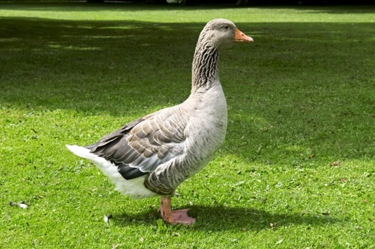 Geese as Pets