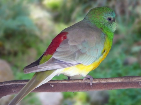 Red Rumped Parrot