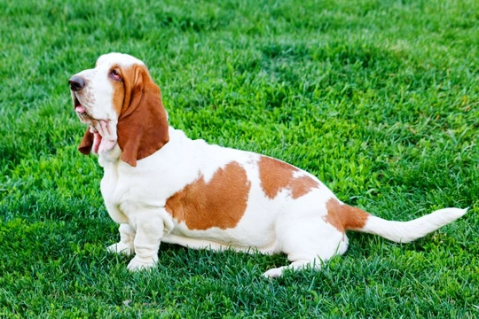 Temporomandibular joint disorder in the Basset hound