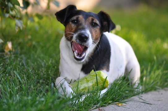 Why do dogs sometimes pull faces after eating?