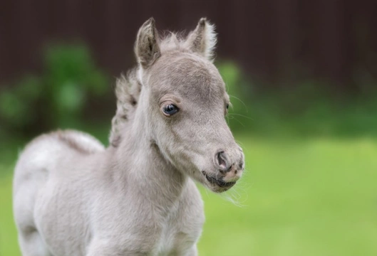 What impact could the Coronavirus have on my horse?