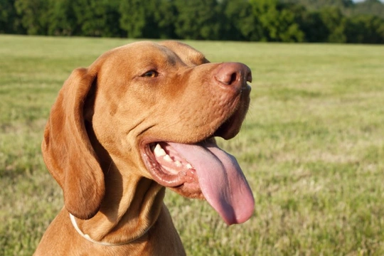 Epilepsy in the Hungarian Vizsla