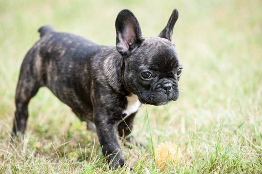 Training the French Bulldog Puppy