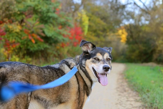 Keeping other people and dogs safe when you’re out with your own dog