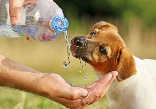 Rehydrating a dog that has been sick