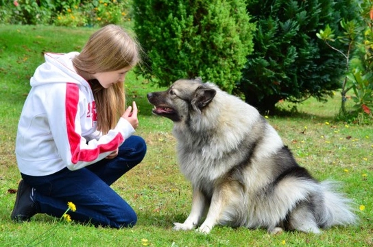 How to assert yourself with dogs and retain the role of boss!