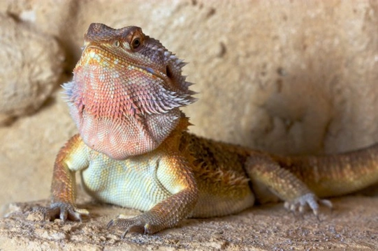 Bearded Dragons Guide for Beginners