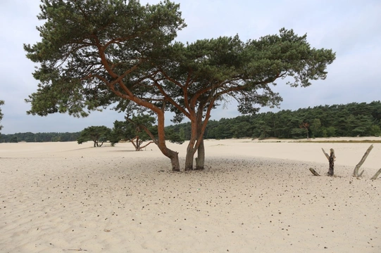 Losloopgebied: Prachtig losloopgebied in Soest (Soestduinen)