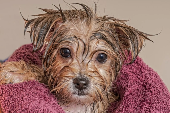 Making a bath fun for your dog