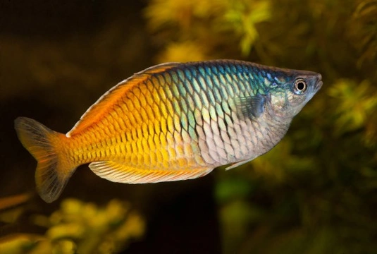 Feeding Rainbowfish successfully