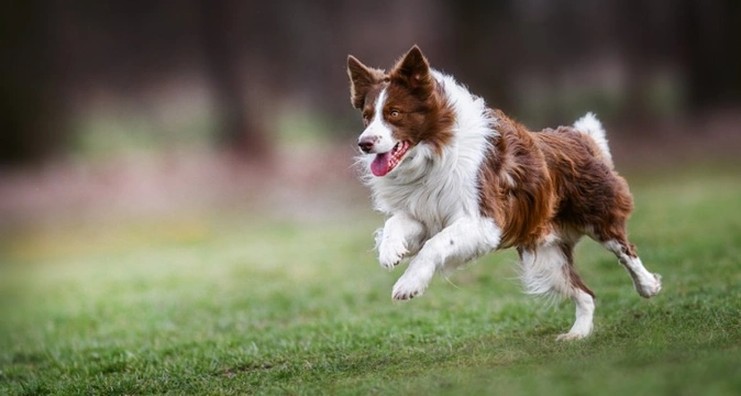 Keeping your dog fit and lean during social distancing for coronavirus