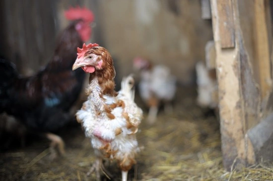 Why Do Chickens Moult ?