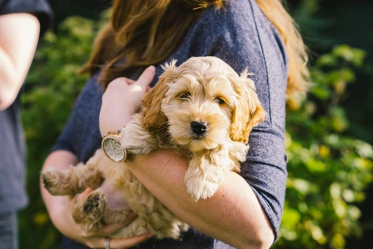 Five things you need to know to keep your cockapoo safe in summer