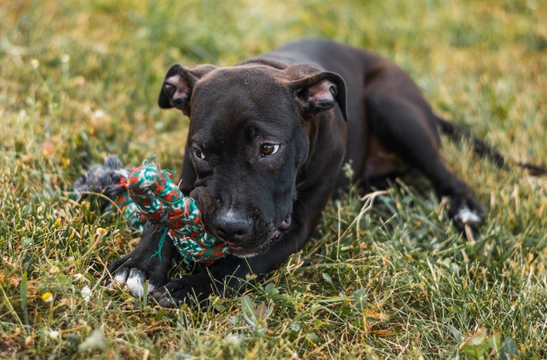 Staffy puppy training: Essential tips for new owners