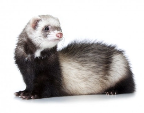 What is Aleutian Disease in Ferrets?