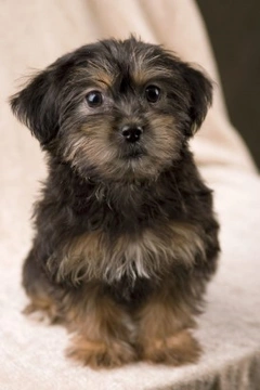 Yorkiepoo, Yorkapoo, Yoodle ... A unique mixed breed dog