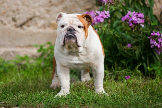 Urge incontinence or bladder spasms in the dog