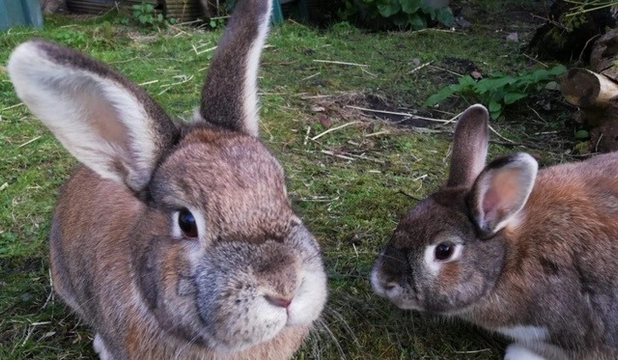 Pairing up rabbits