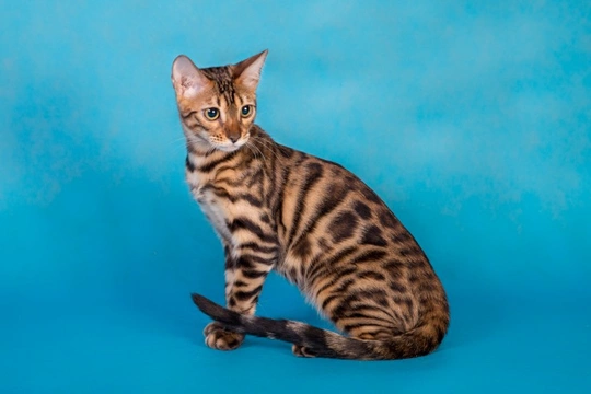 Is the Bengal cat really a good choice of pet?