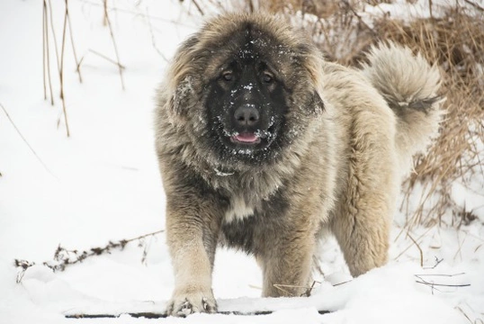 Ten uncommon dog breeds you might not have heard of