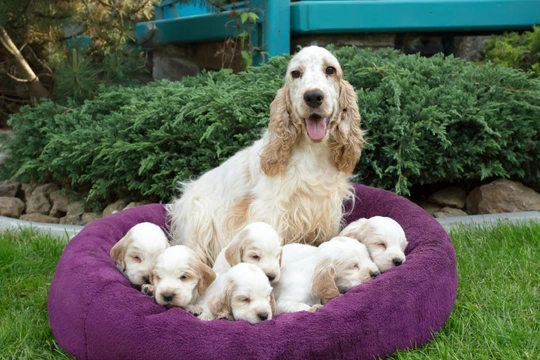 Diaphragmatic hernias in Cocker spaniel puppies