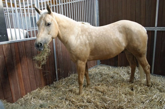 How Good is the Hay You Feed Your Horse?