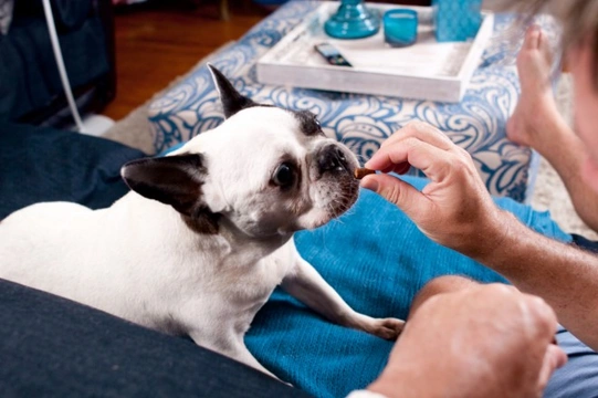 How to stop your dog from snapping for treats