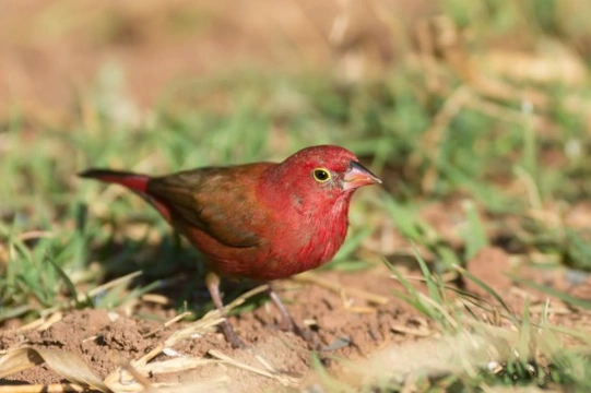 The Firefinch Family