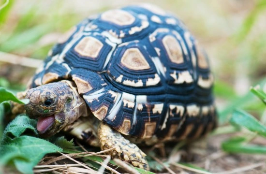 Turtle and Tortoise Diet