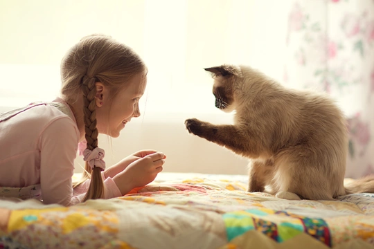 Choosing the best family cat for kids