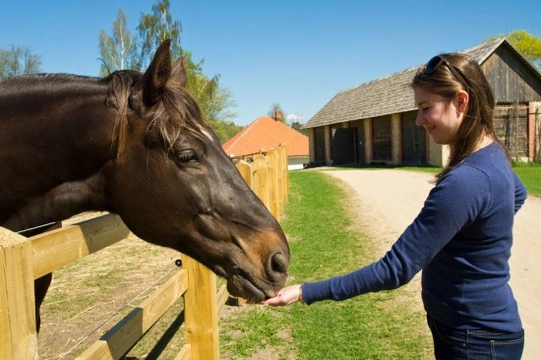 Horse Riding in Hot Weather