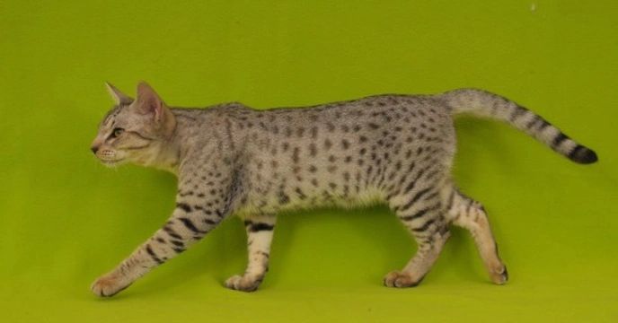 Is the Ocicat the right cat for you?