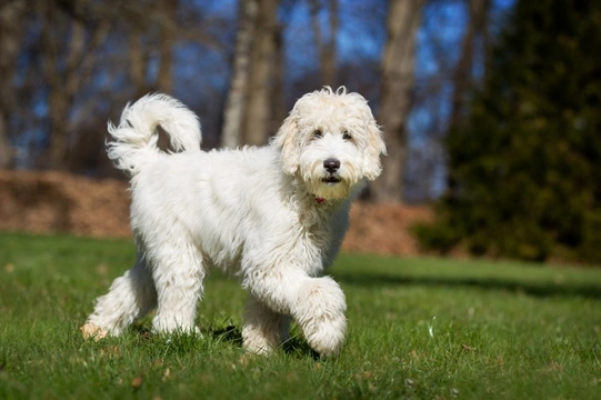 How to motivate a Labradoodle during training