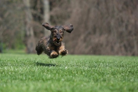 How to train a dog to stop running away