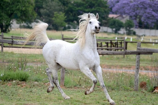 Showing the Arab Horse