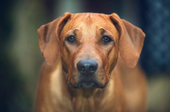 Rhodesian ridgeback longevity, health and health testing