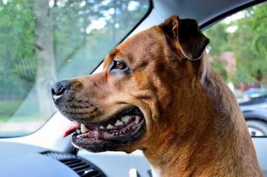 Cómo mantener una correcta higiene bucal en el perro