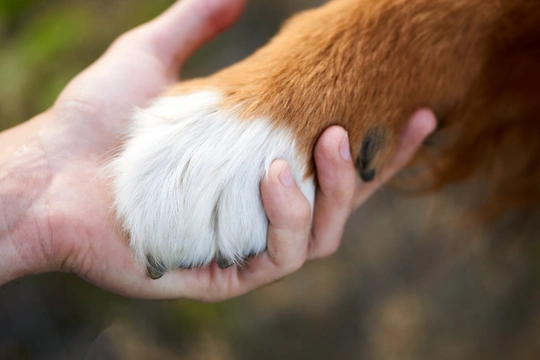 Paw burn in the summer